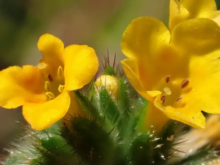 Menzies' fiddleneck