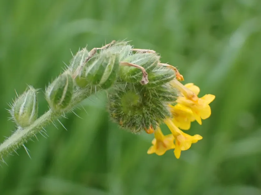 Amsinckia retrorsa