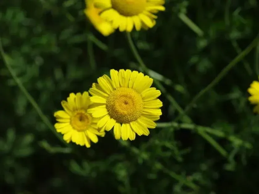 Anthemis