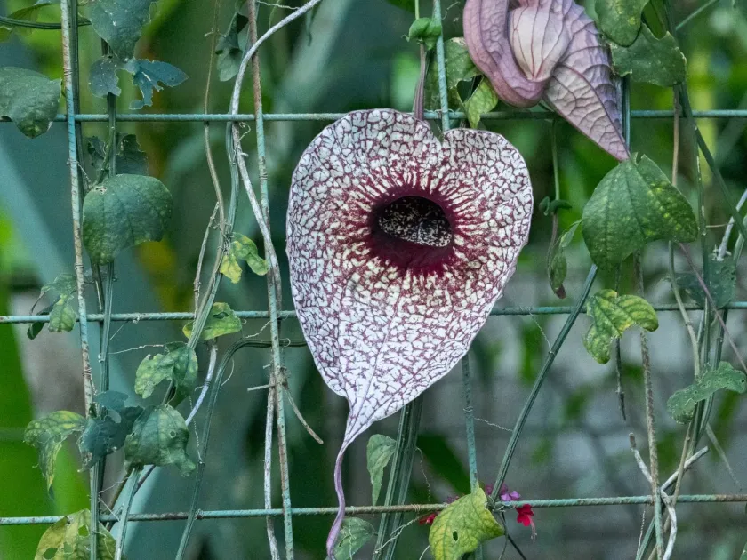 Pelican flower