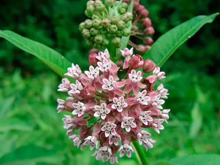Common milkweed