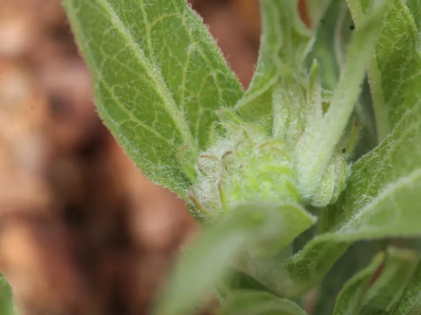 Green antelopehorn