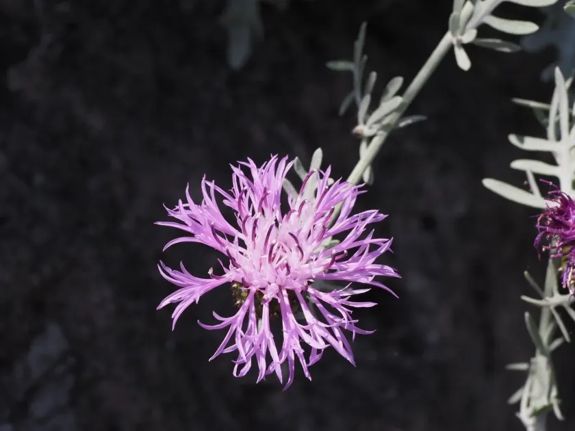 Centaurea cineraria