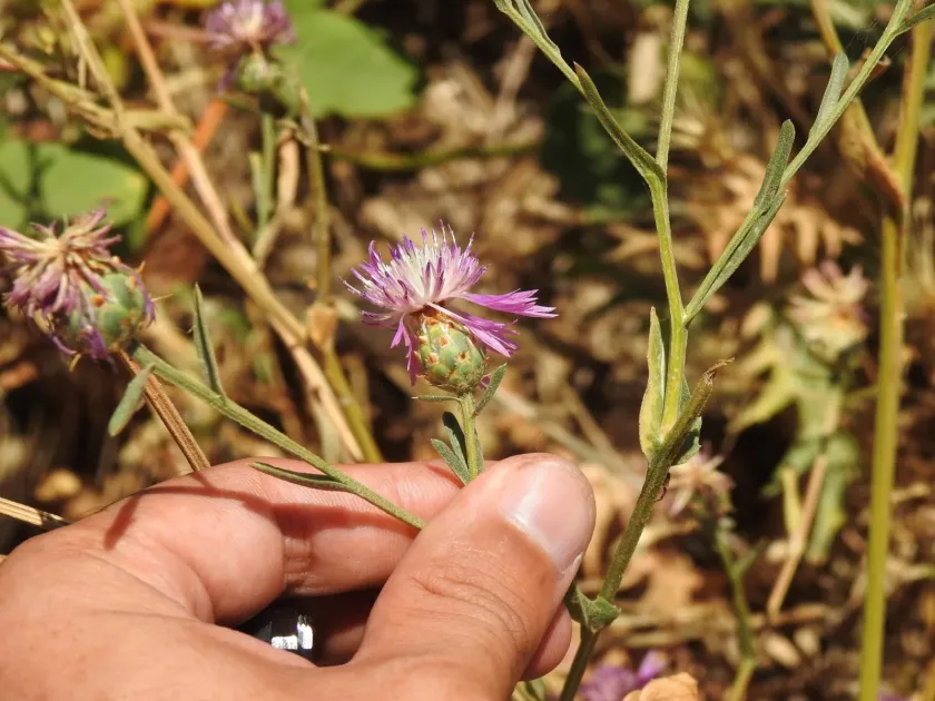 Centaurea diluta