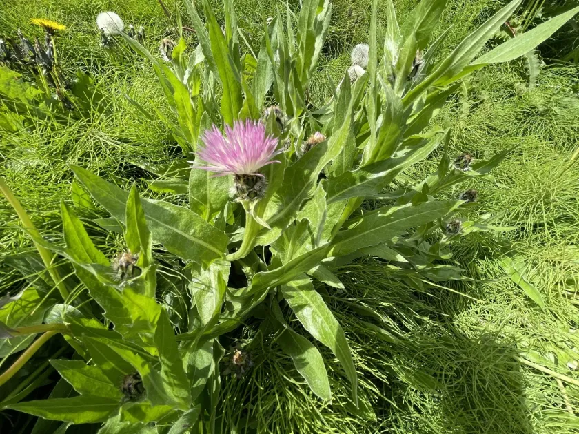 Triumfetti's cornflower