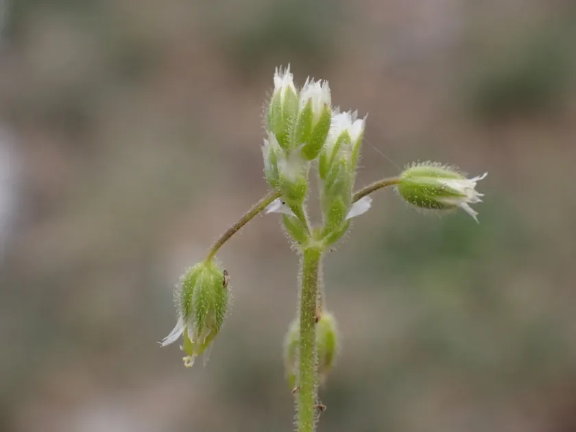 Little mouse-ear