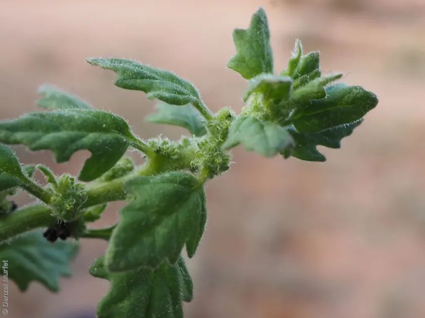 Dysphania melanocarpa