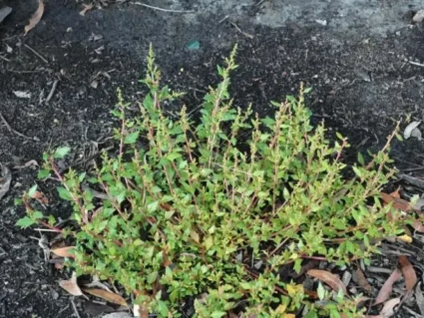 Nettle-leaved goosefoot