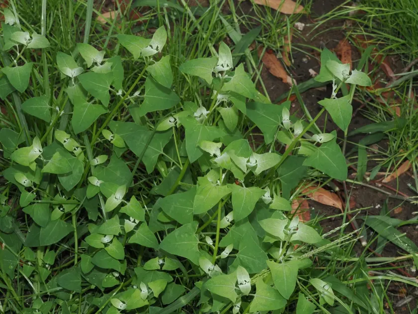 Triangular goosefoot