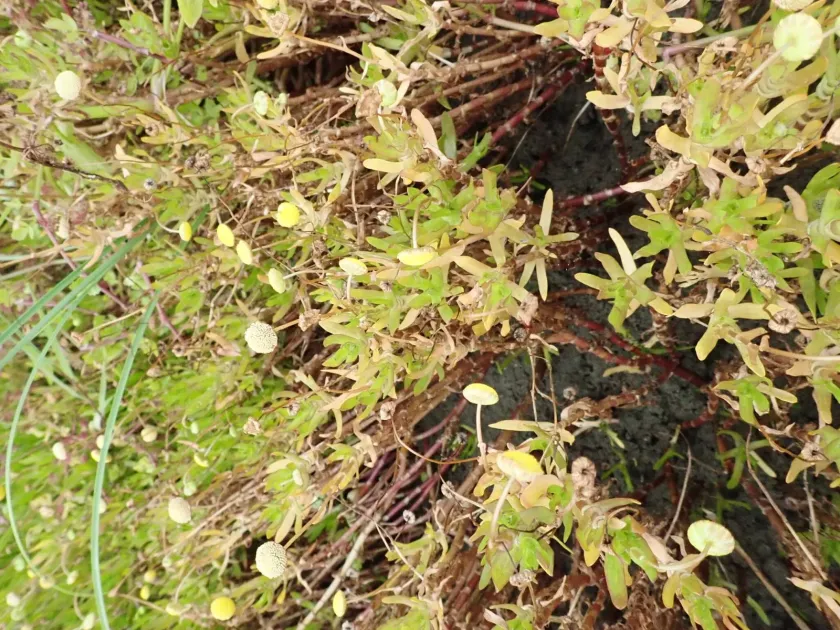 Buttonweed