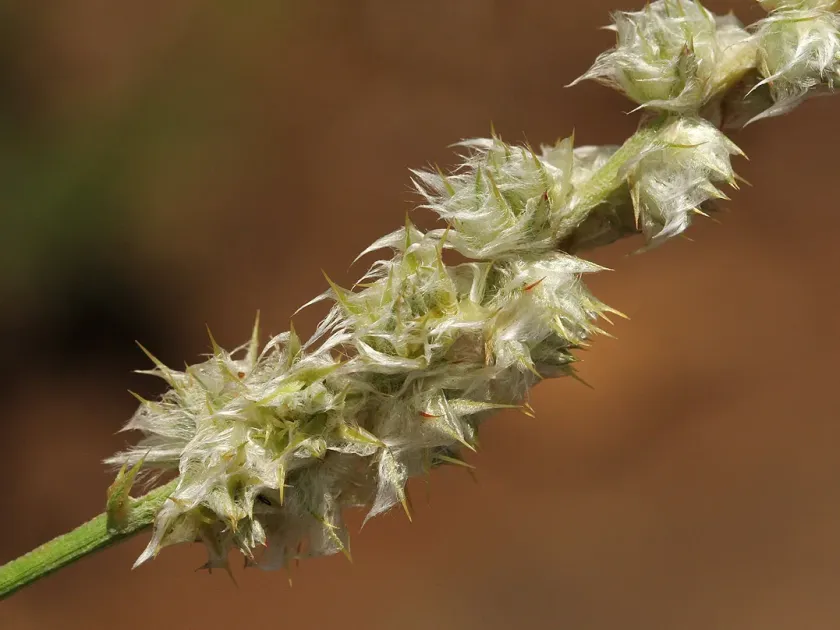 Cyphocarpa angustifolia