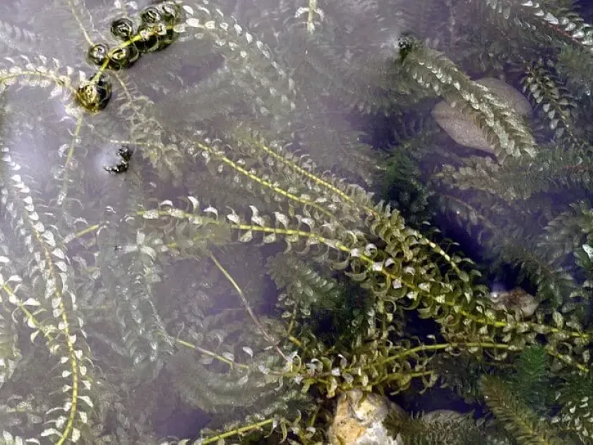 Canadian waterweed