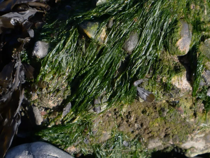 Sea lettuce