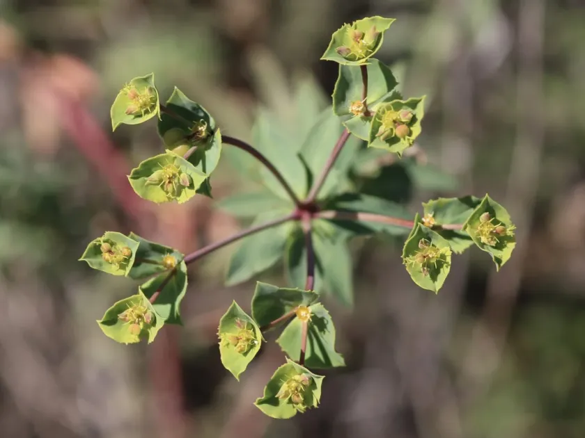 Geraldton carnation spurge