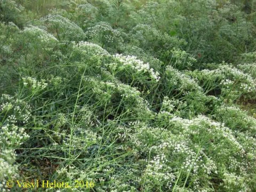 Longleaf sickleweed