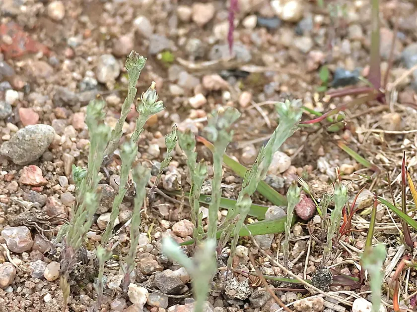 Filago minima