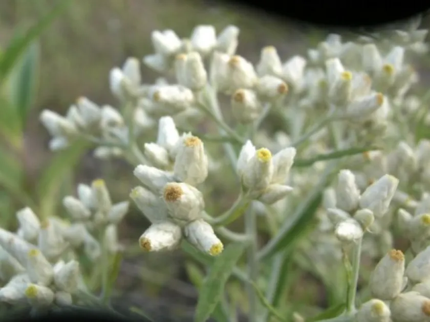 Gnaphalium collinum