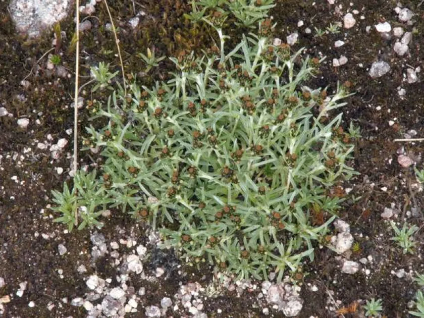 Dwarf cudweed