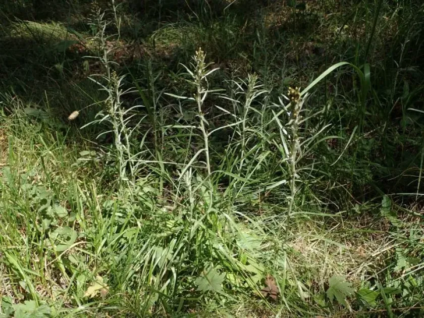 Heath cudweed