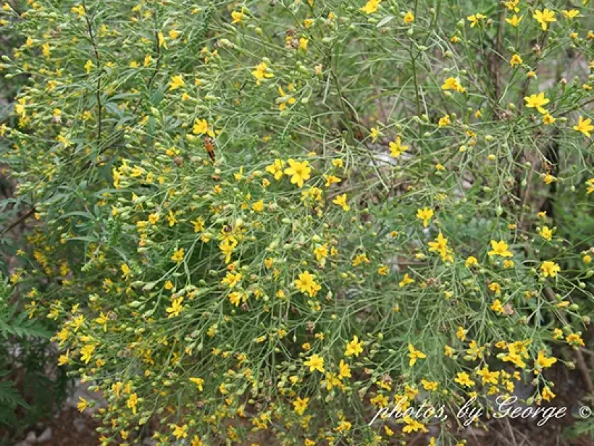 Gutierrezia dracunculoides