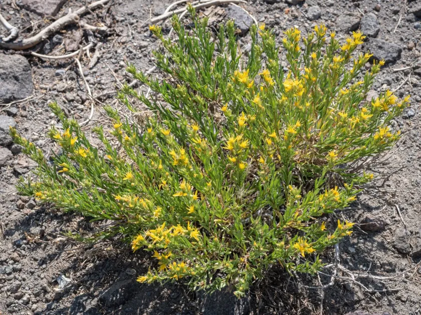 Ericameria bloomeri
