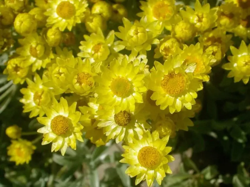 Silver-leaf everlasting
