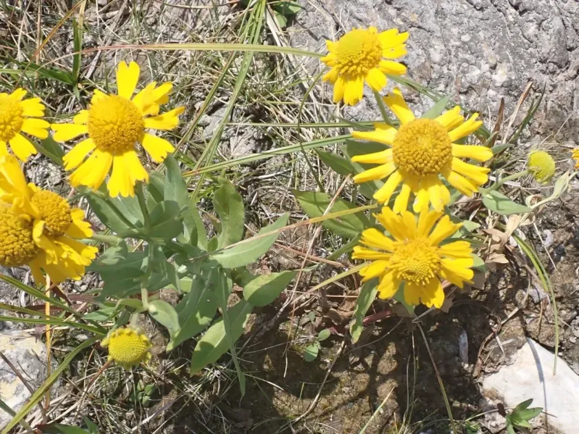 Sneezeweed