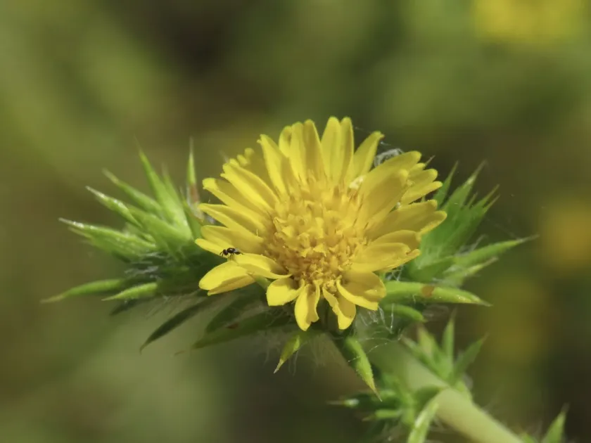 Common spikeweed