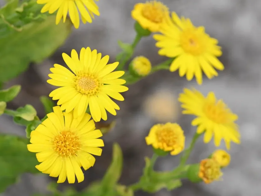 Camphorweed