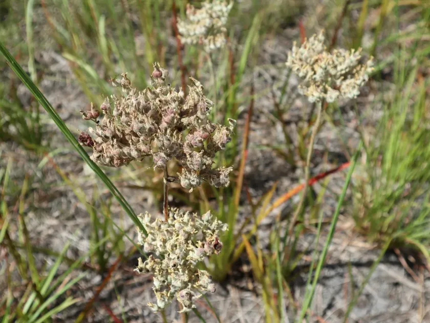 Lachnanthes caroliniana