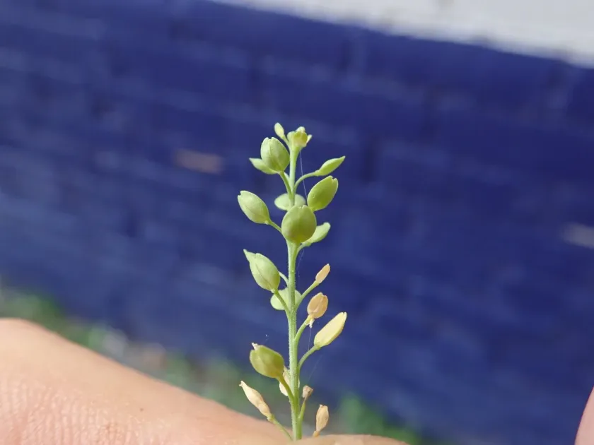 Buenos Aires pepperwort