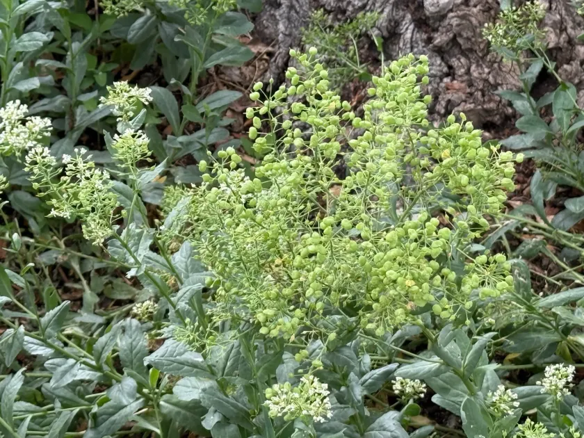 Lens pepperweed