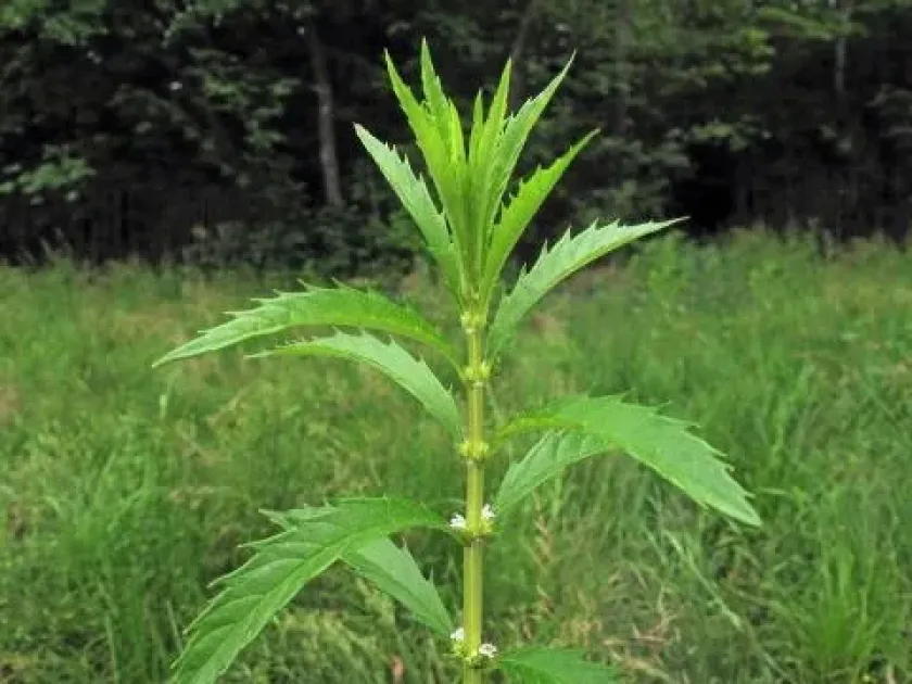 Water horehound