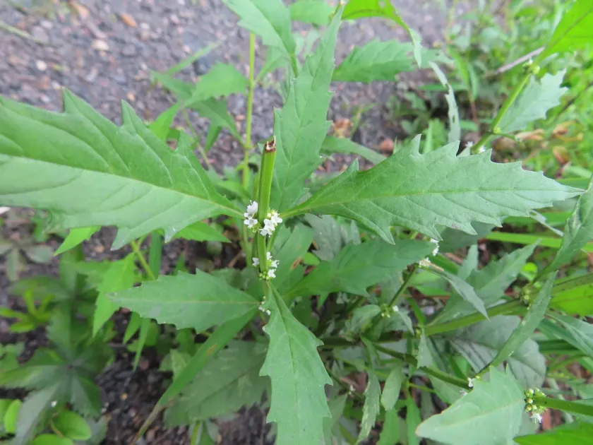 Northern bugleweed