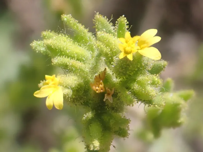 Madia glomerata