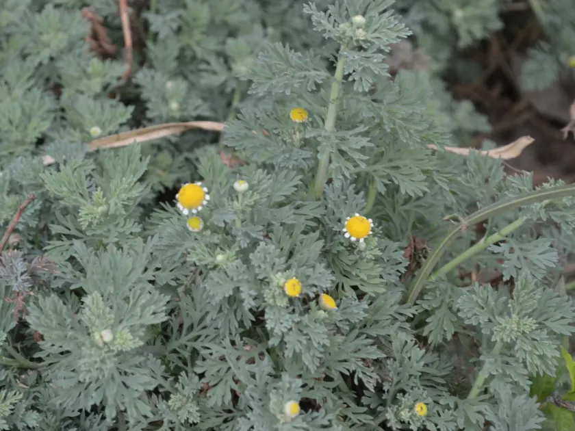 Matricaria nigellifolia