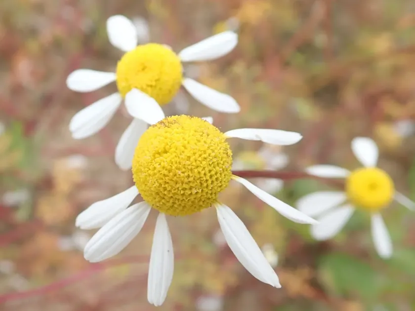 Matricaria tenella