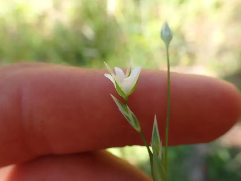 Upright chickweed