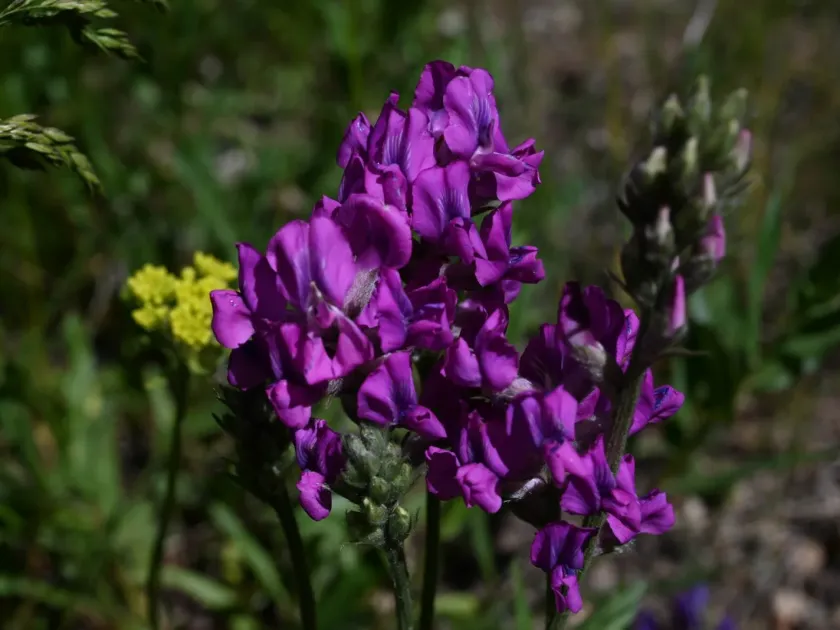 Lambert locoweed