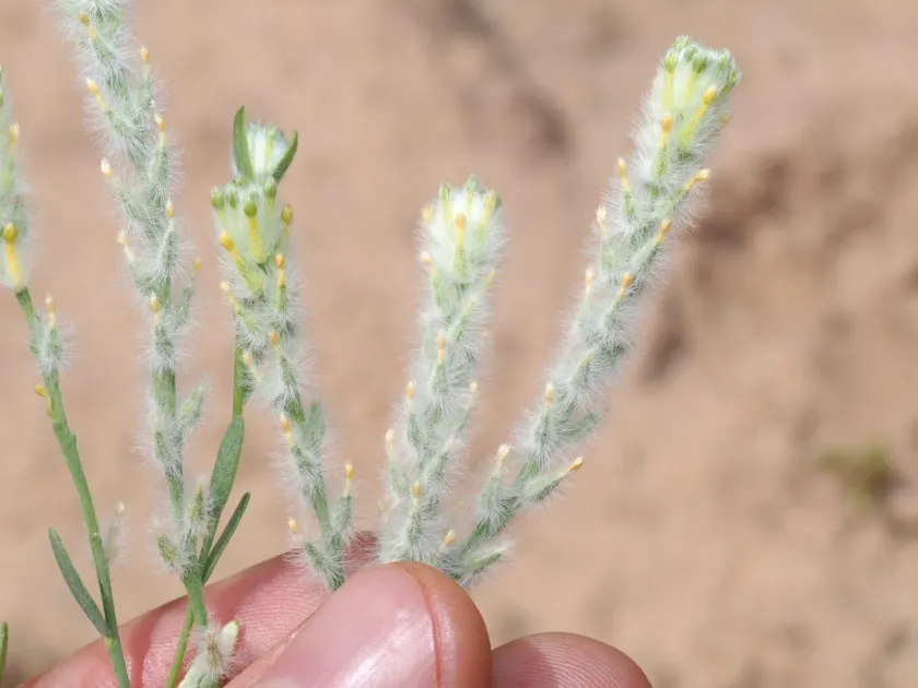 Pimelea trichostachya