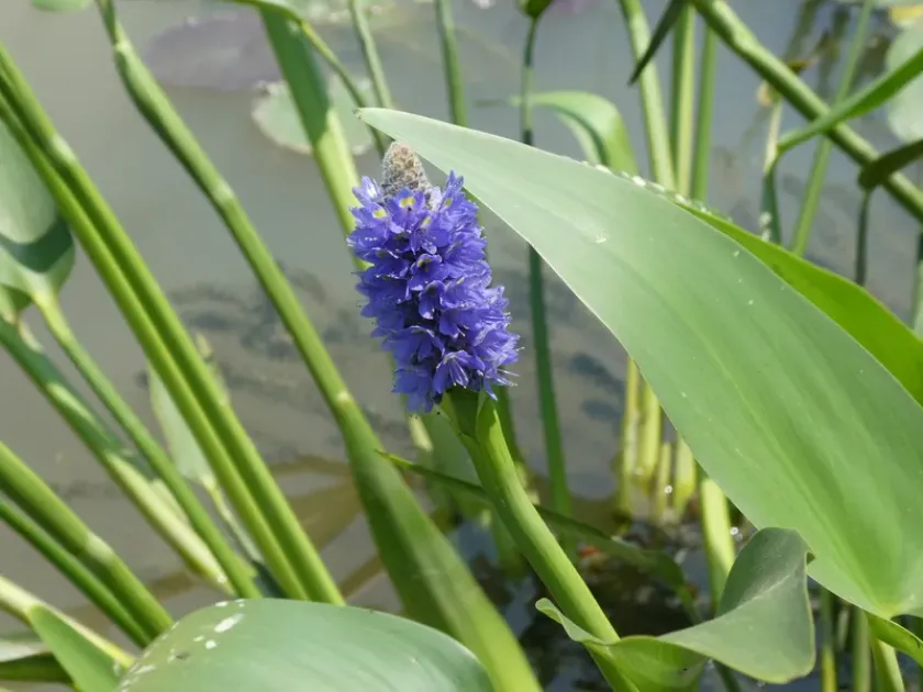 Lance-leaved pickerelweed