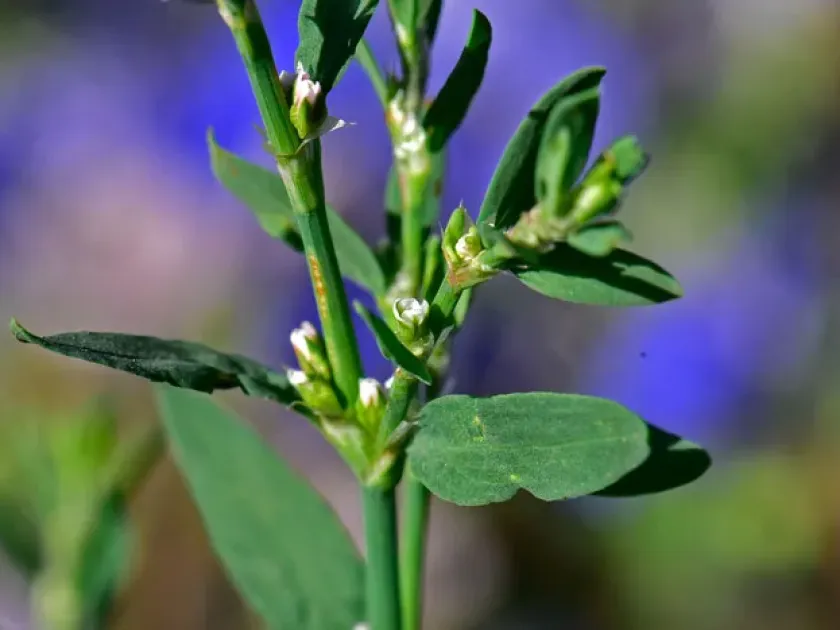 Silver-sheathed knotweed