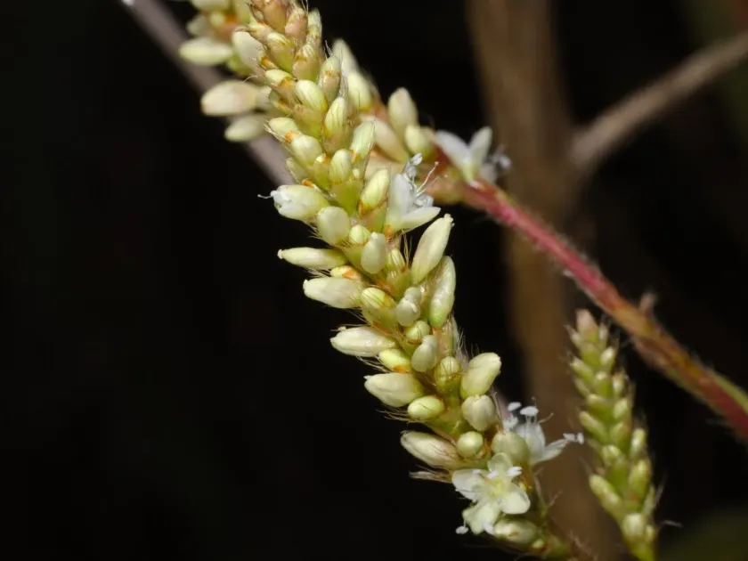 Persicaria acuminata