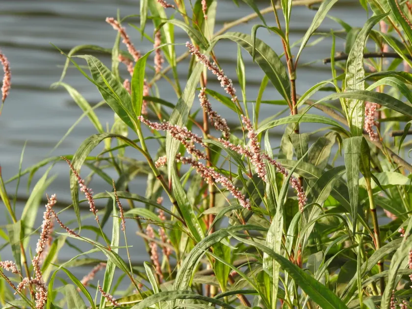 Smooth knotweed