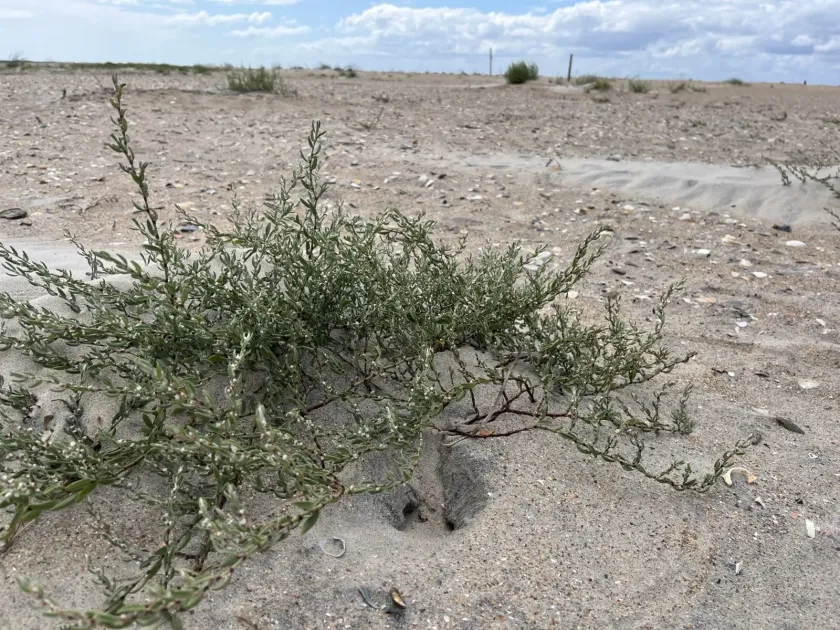Sea knotweed