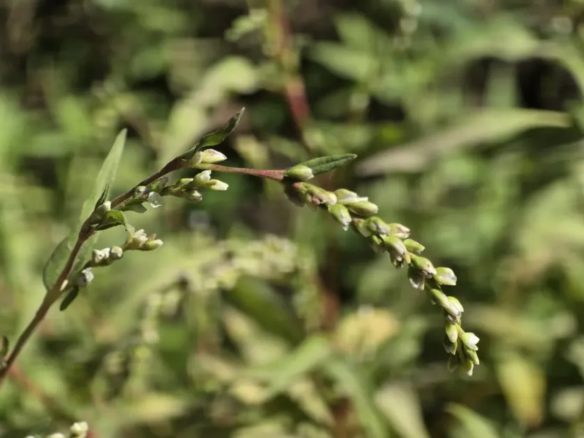 Persicaria hydropiper