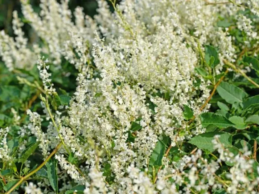 Polygonum multiflorum