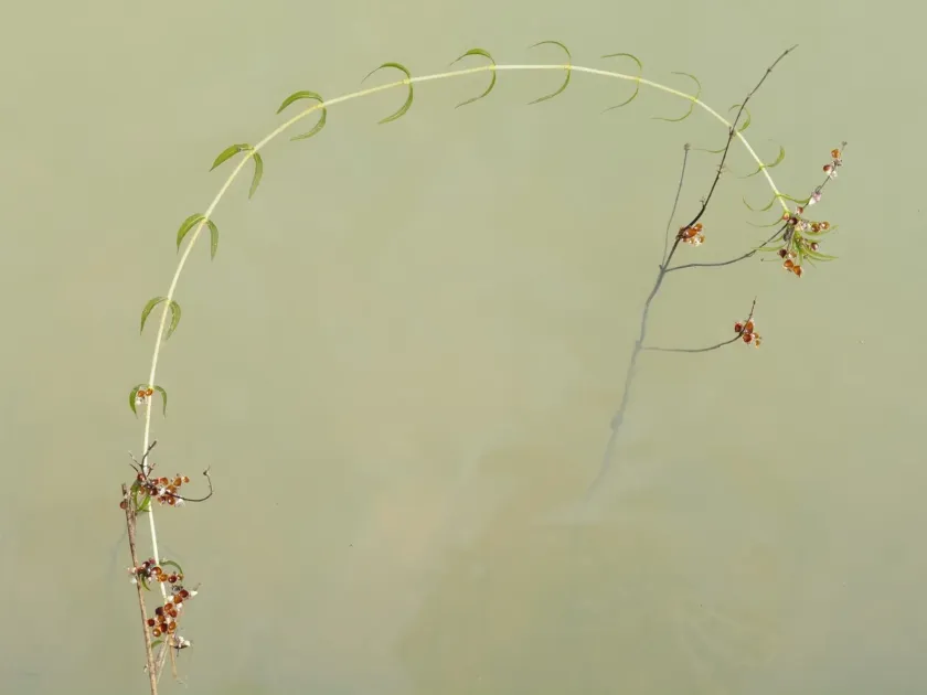 Opposite-leaved pondweed