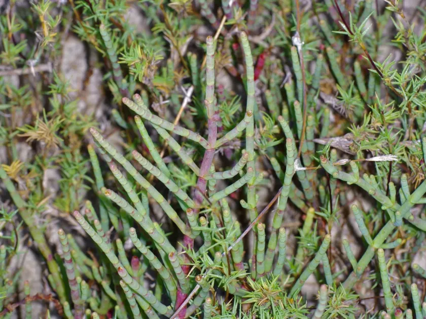 Salicornia virginica
