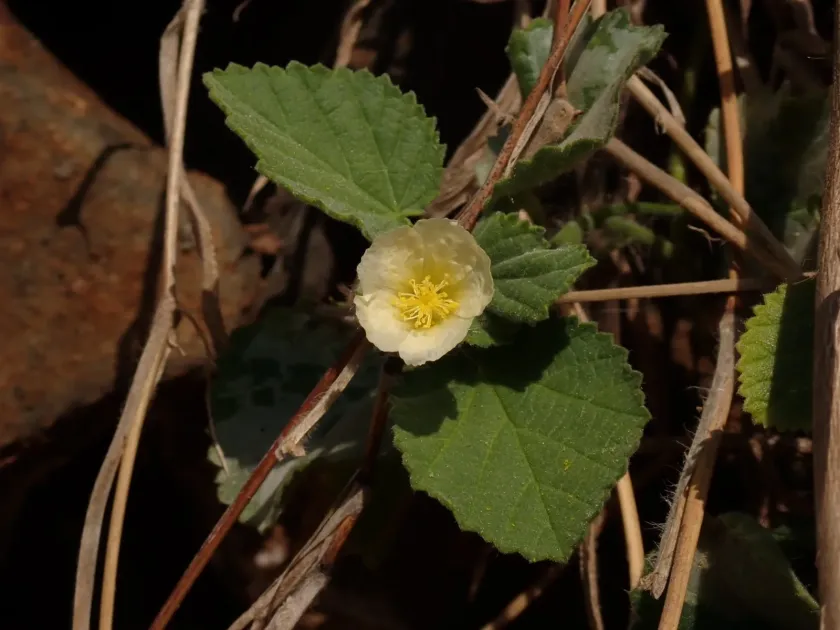 Sida cordifolia